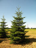 ABIES-NORDMANNIANA-ISO